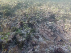 Urobatis concentricus