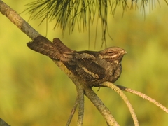 Caprimulgus europaeus