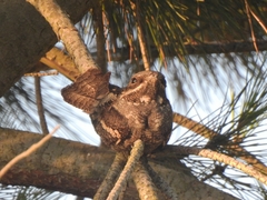 Caprimulgus europaeus
