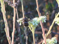 Xylocopa cantabrita