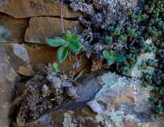 Tylecodon ventricosus