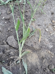Panicum miliaceum ruderale