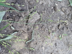 Panicum miliaceum ruderale