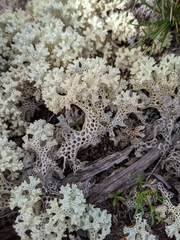 Pulchrocladia ferdinandii