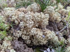 Pulchrocladia ferdinandii