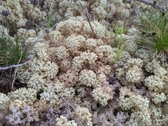 Pulchrocladia ferdinandii