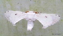 Penicillifera apicalis