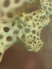 Pulchrocladia ferdinandii