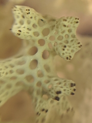 Pulchrocladia ferdinandii