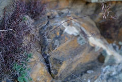 Tylecodon ventricosus