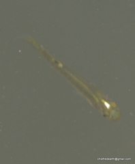 Aplocheilus