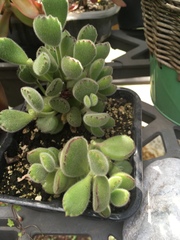 Cotyledon tomentosa
