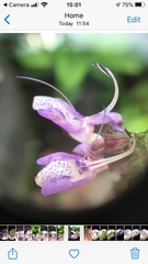 Salvia forskaehlei