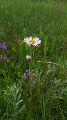 Erigeron glabellus pubescens