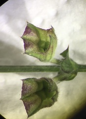 Salvia forskaehlei