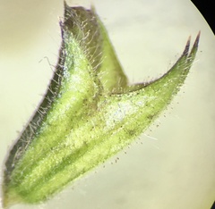 Salvia forskaehlei