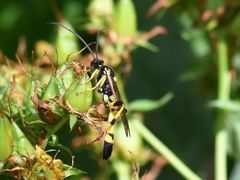 Ichneumon xanthorius
