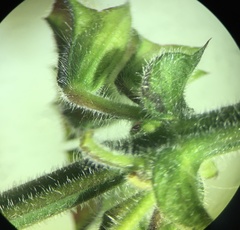 Salvia forskaehlei