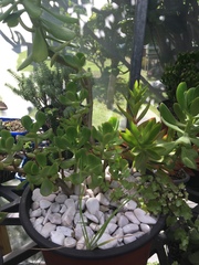 Crassulaceae