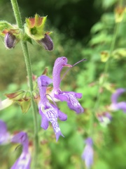 Salvia forskaehlei