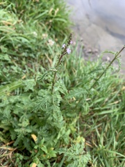Verbena officinalis