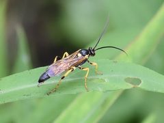 Ichneumon xanthorius