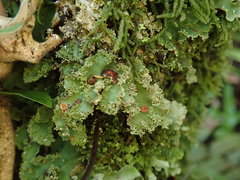 Pseudocyphellaria glabra