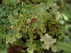 Pseudocyphellaria glabra