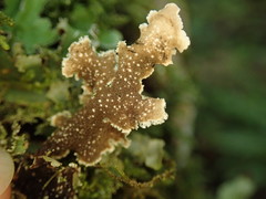 Pseudocyphellaria glabra