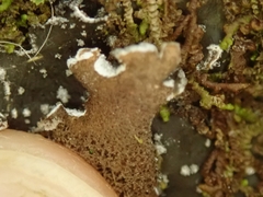 Pseudocyphellaria intricata