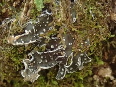 Pseudocyphellaria intricata
