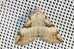 Aplocera praeformata