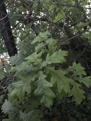 Quercus robur