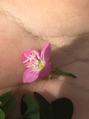 Oenothera rosea
