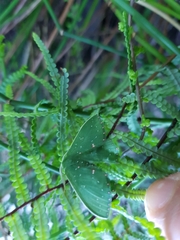 Prasinocyma iosticta