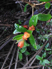 Nematanthus gregarius