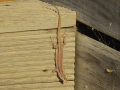 Podarcis carbonelli carbonelli