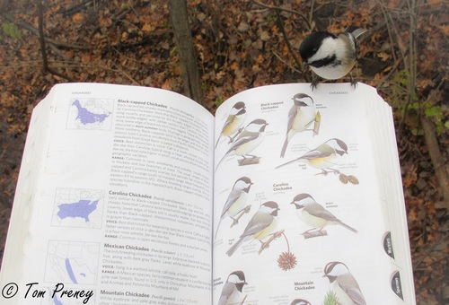 Black-capped Chickadee