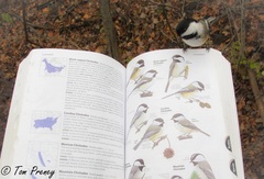 Black-Capped Chickadee photo 6