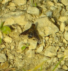 Hemipenthes velutina