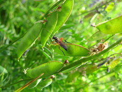 Limerodops elongatus