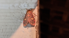 Ammatho cuneonotatus