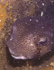 Chilomycterus reticulatus