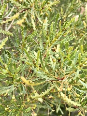 Dodonaea lobulata