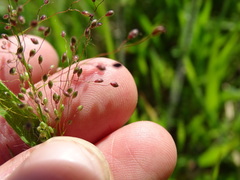 Dichanthelium praecocius