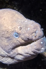 Gymnothorax unicolor