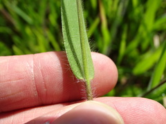 Dichanthelium praecocius