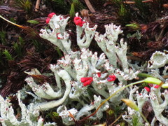 Cladonia polydactyla