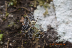 Argiope versicolor