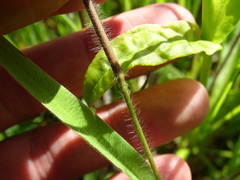 Dichanthelium praecocius